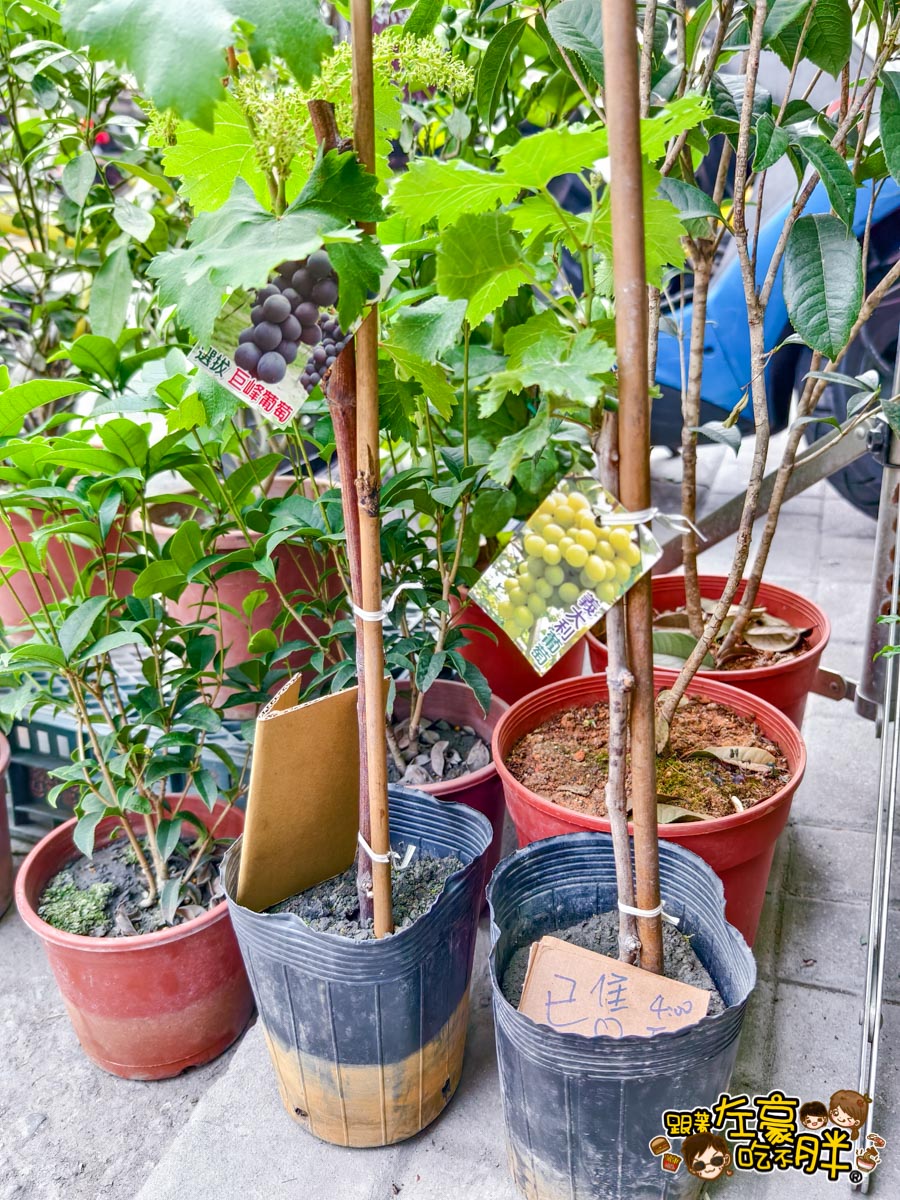 多肉植物,小品菜苗補給站,植物園,菜苗,蔬菜,農場,高雄植物店,高雄農場,鳳山傢俱店