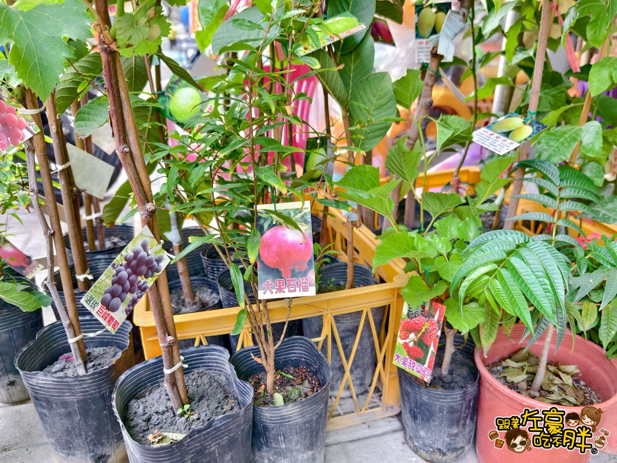 多肉植物,小品菜苗補給站,植物園,菜苗,蔬菜,農場,高雄植物店,高雄農場,鳳山傢俱店