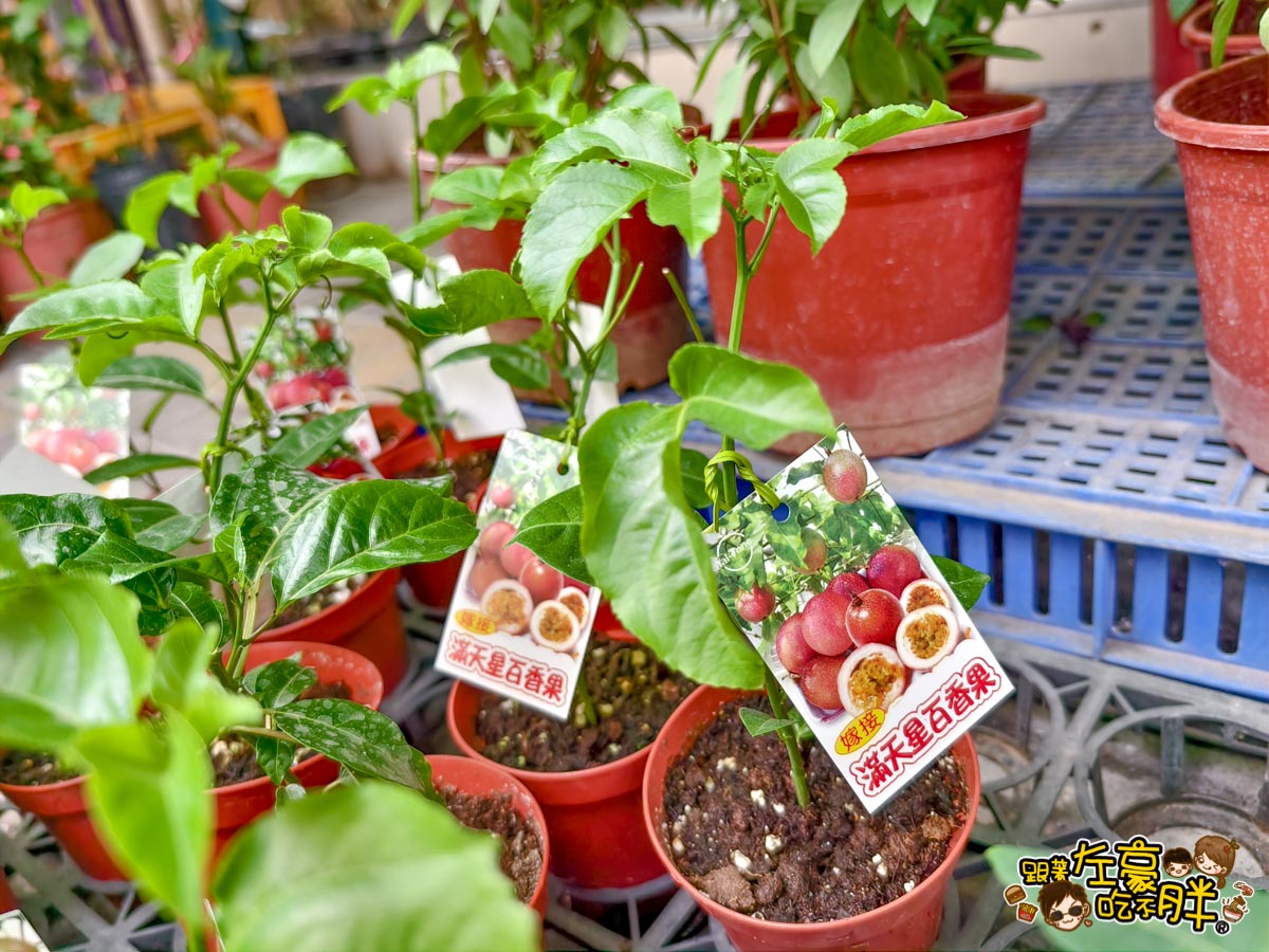 多肉植物,小品菜苗補給站,植物園,菜苗,蔬菜,農場,高雄植物店,高雄農場,鳳山傢俱店