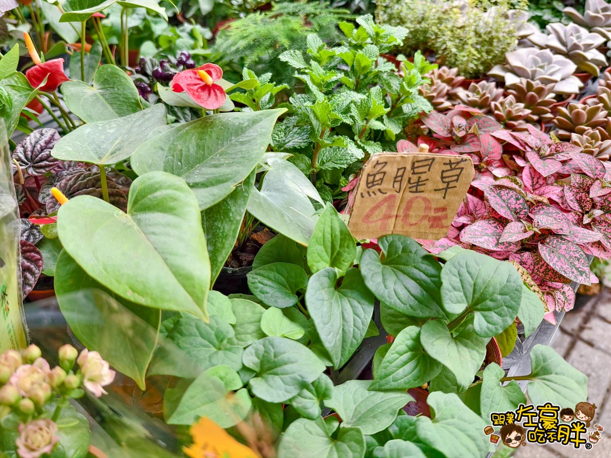 多肉植物,小品菜苗補給站,植物園,菜苗,蔬菜,農場,高雄植物店,高雄農場,鳳山傢俱店