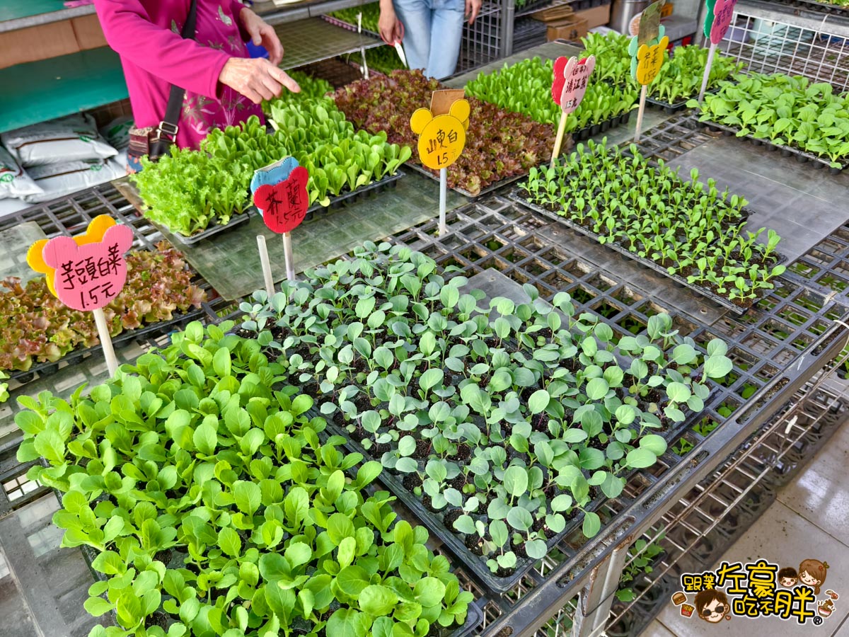 多肉植物,小品菜苗補給站,植物園,菜苗,蔬菜,農場,高雄植物店,高雄農場,鳳山傢俱店