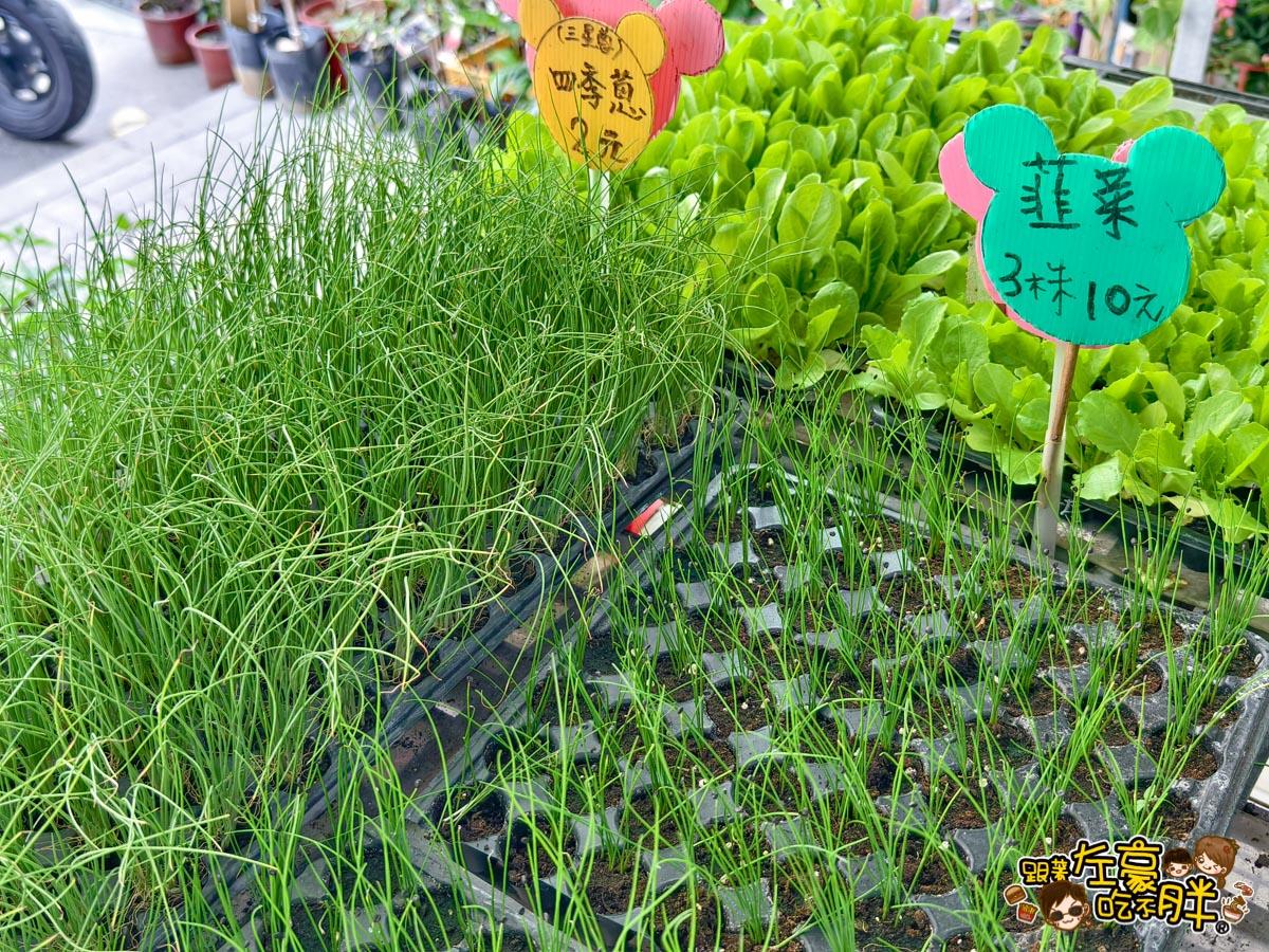 多肉植物,小品菜苗補給站,植物園,菜苗,蔬菜,農場,高雄植物店,高雄農場,鳳山傢俱店