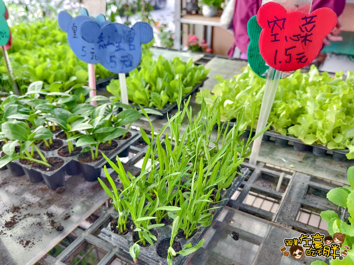 多肉植物,小品菜苗補給站,植物園,菜苗,蔬菜,農場,高雄植物店,高雄農場,鳳山傢俱店