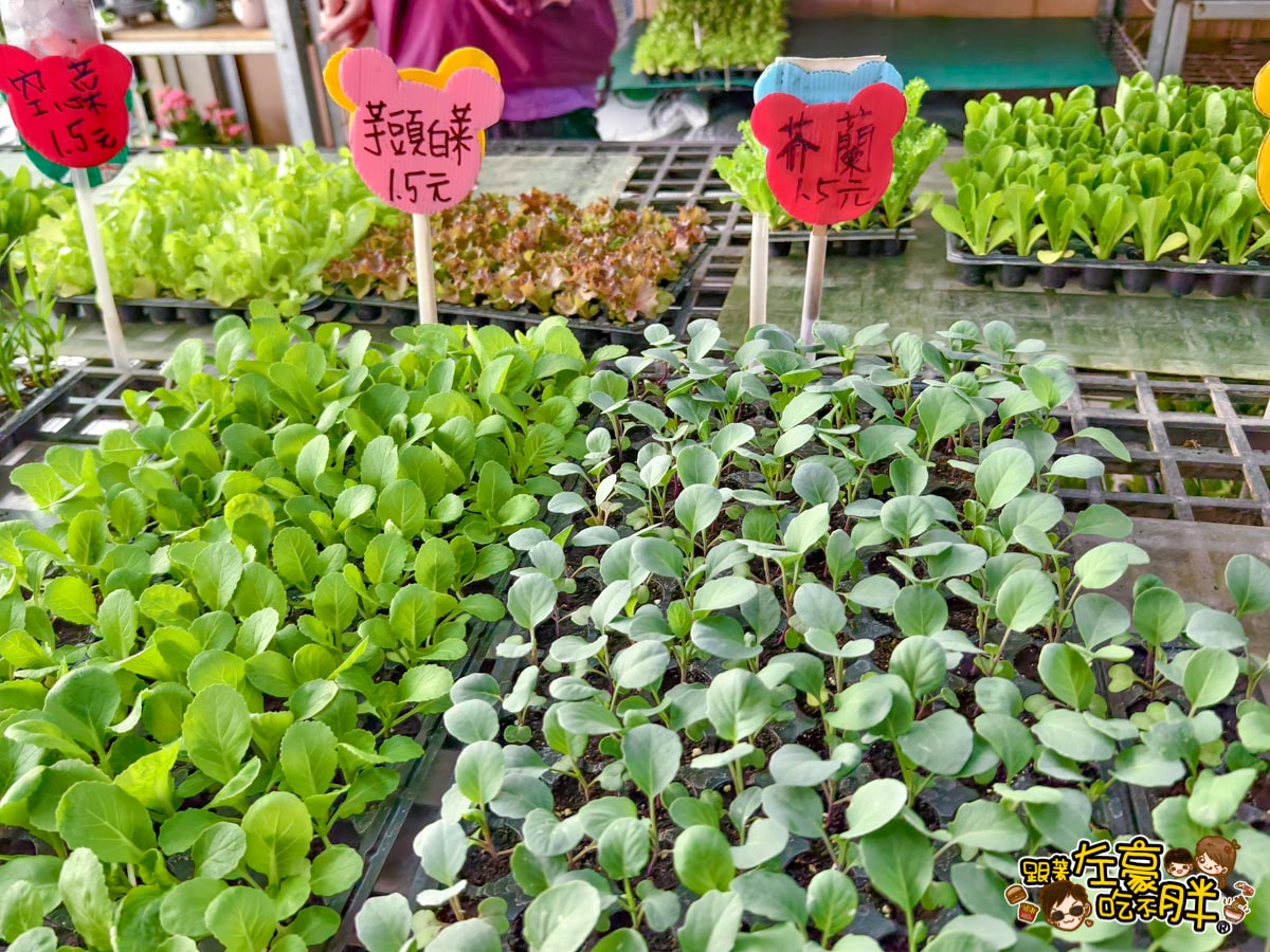 多肉植物,小品菜苗補給站,植物園,菜苗,蔬菜,農場,高雄植物店,高雄農場,鳳山傢俱店