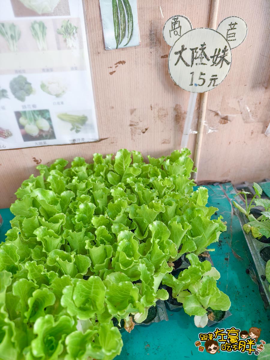 多肉植物,小品菜苗補給站,植物園,菜苗,蔬菜,農場,高雄植物店,高雄農場,鳳山傢俱店