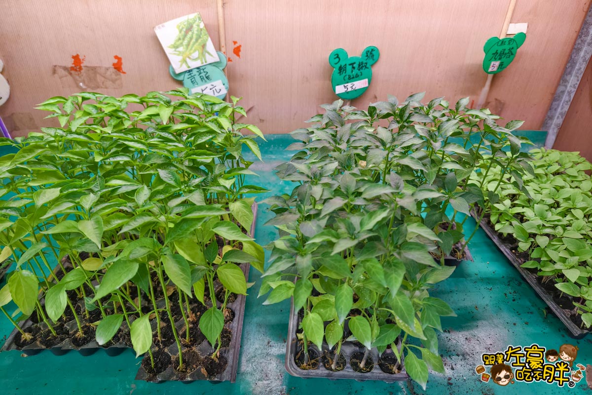 多肉植物,小品菜苗補給站,植物園,菜苗,蔬菜,農場,高雄植物店,高雄農場,鳳山傢俱店