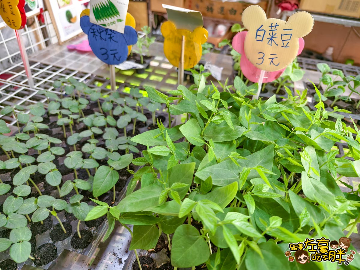 多肉植物,小品菜苗補給站,植物園,菜苗,蔬菜,農場,高雄植物店,高雄農場,鳳山傢俱店