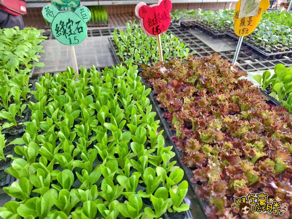 多肉植物,小品菜苗補給站,植物園,菜苗,蔬菜,農場,高雄植物店,高雄農場,鳳山傢俱店