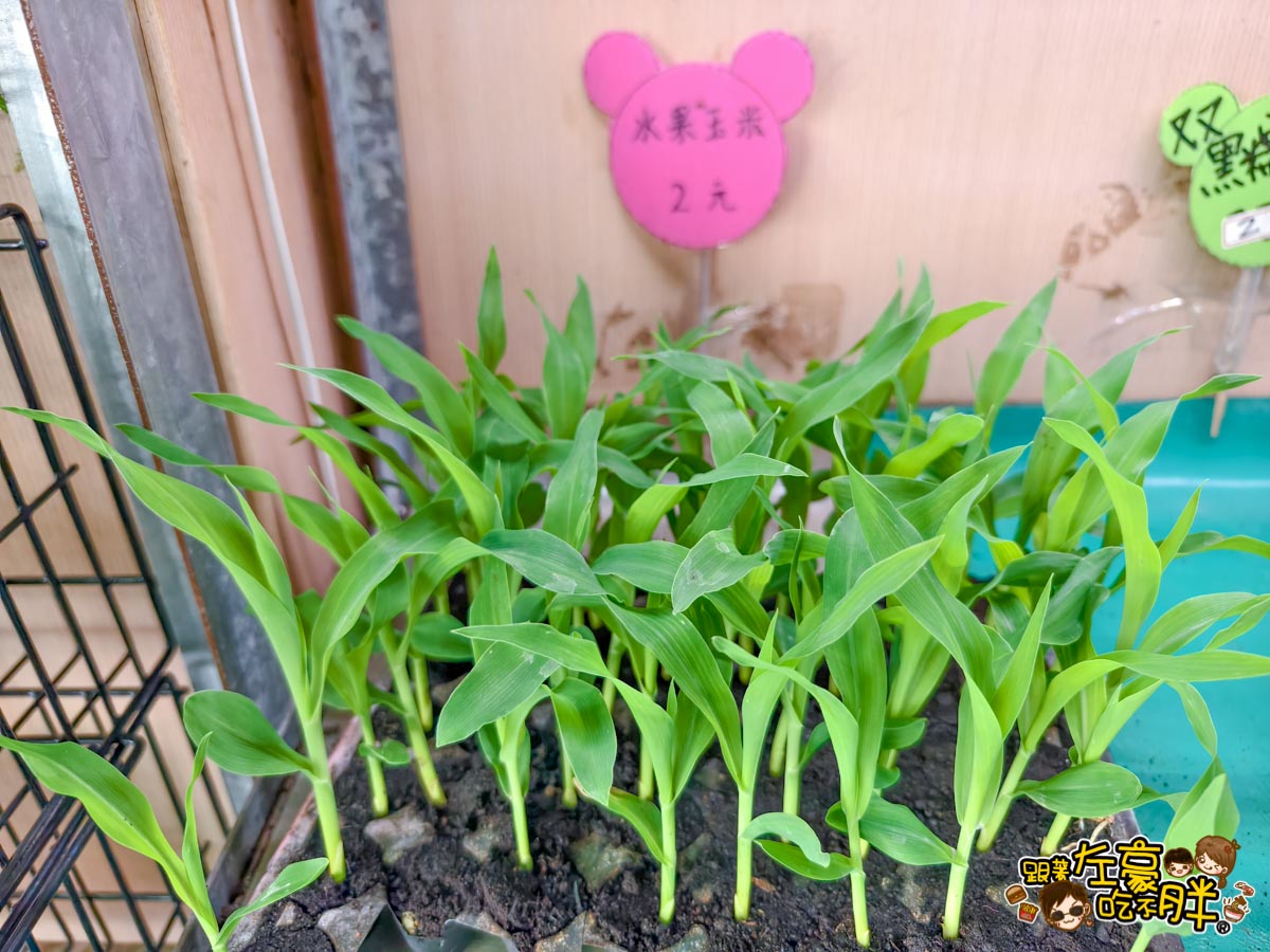 多肉植物,小品菜苗補給站,植物園,菜苗,蔬菜,農場,高雄植物店,高雄農場,鳳山傢俱店