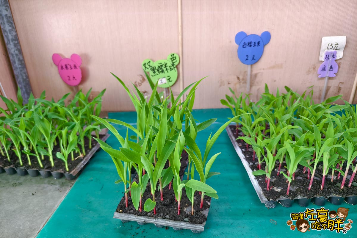 多肉植物,小品菜苗補給站,植物園,菜苗,蔬菜,農場,高雄植物店,高雄農場,鳳山傢俱店