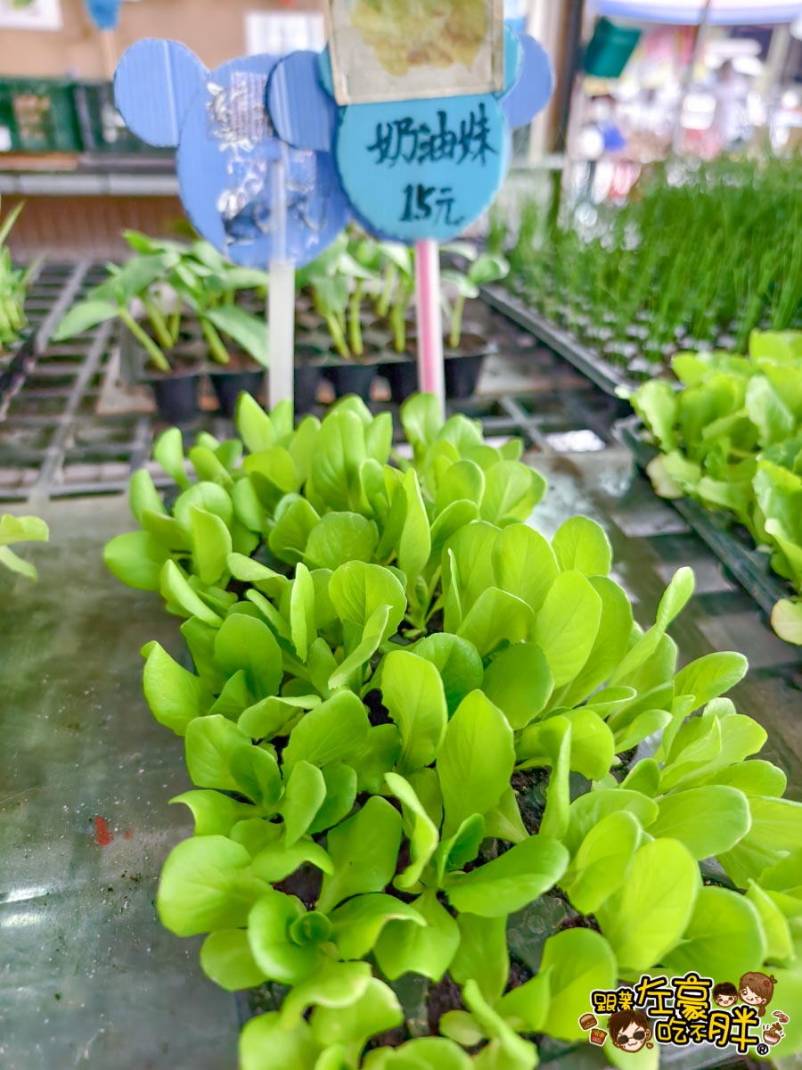 多肉植物,小品菜苗補給站,植物園,菜苗,蔬菜,農場,高雄植物店,高雄農場,鳳山傢俱店