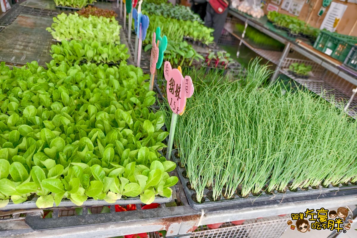 多肉植物,小品菜苗補給站,植物園,菜苗,蔬菜,農場,高雄植物店,高雄農場,鳳山傢俱店