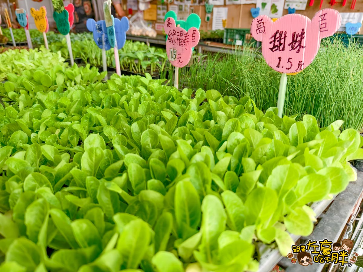 多肉植物,小品菜苗補給站,植物園,菜苗,蔬菜,農場,高雄植物店,高雄農場,鳳山傢俱店