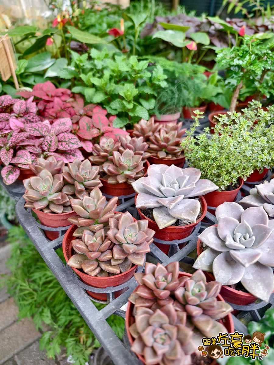 多肉植物,小品菜苗補給站,植物園,菜苗,蔬菜,農場,高雄植物店,高雄農場,鳳山傢俱店