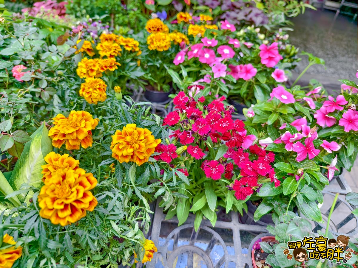 多肉植物,小品菜苗補給站,植物園,菜苗,蔬菜,農場,高雄植物店,高雄農場,鳳山傢俱店