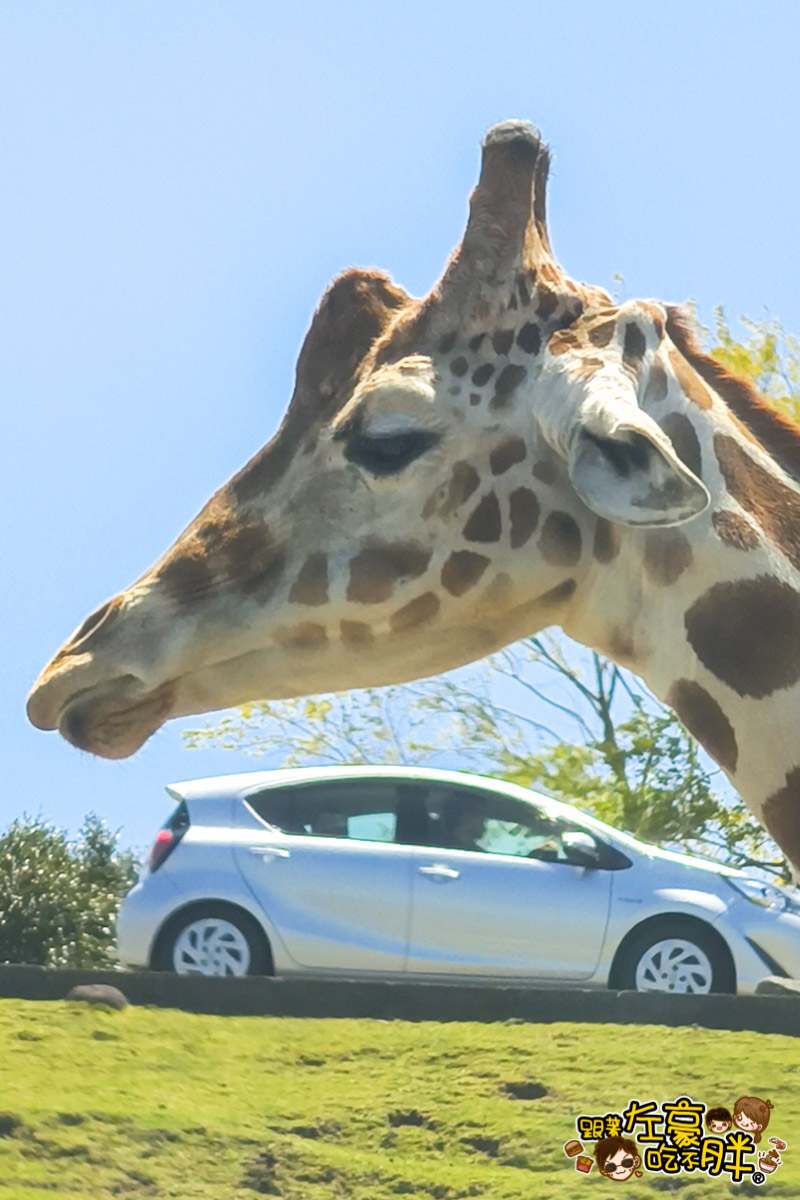 Jungle bus,九州景點,九州自然動物園,九州自然動物園叢林巴土,九州自然動物園門票,叢林巴士,日本旅遊