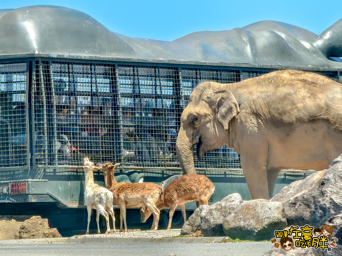 網站近期文章：2025九州自然動物園,開放時間,門票,叢林巴士票價,Jungle Bus,1400隻動物任你拍~