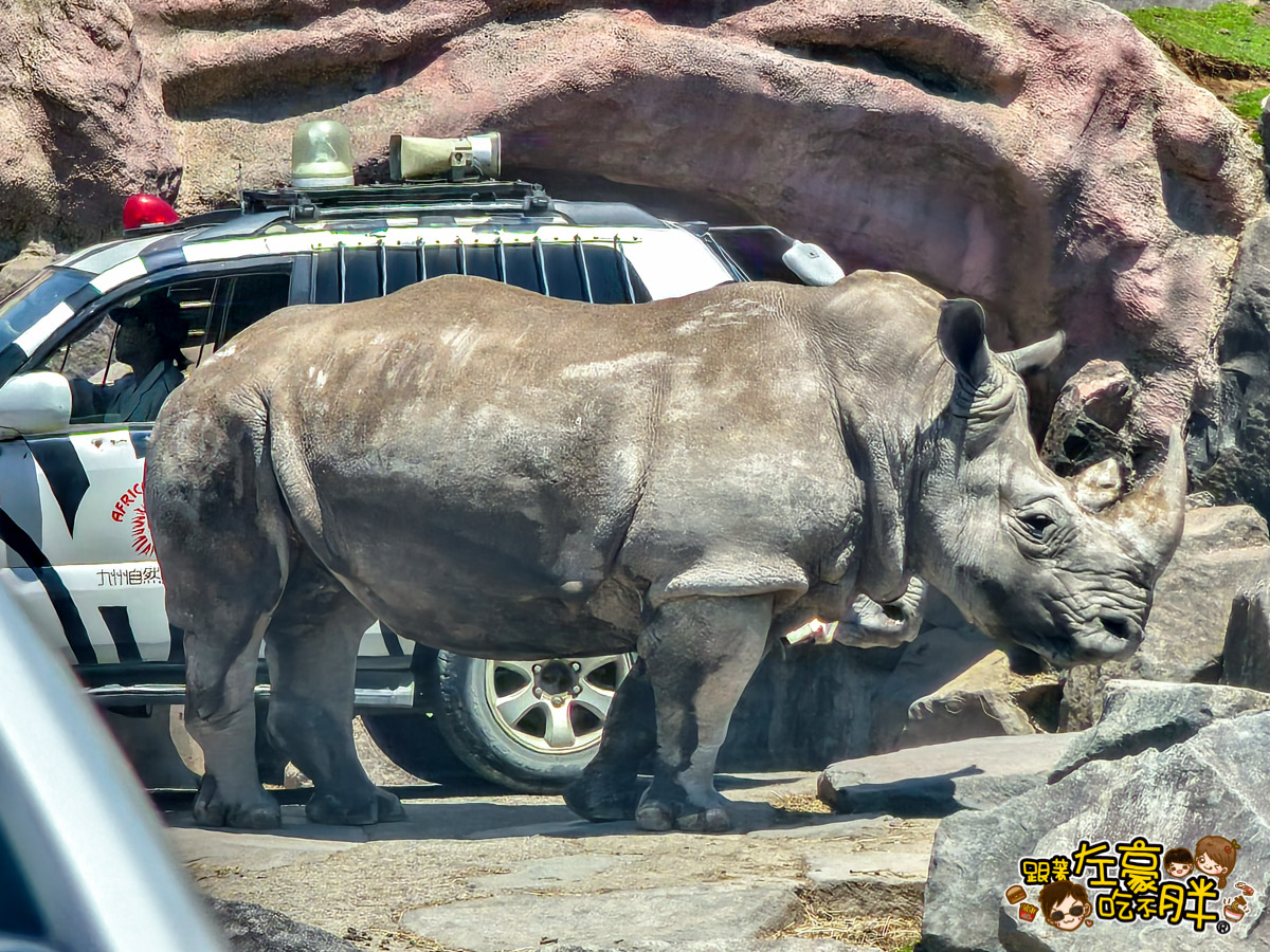 Jungle bus,九州景點,九州自然動物園,九州自然動物園叢林巴土,九州自然動物園門票,叢林巴士,日本旅遊