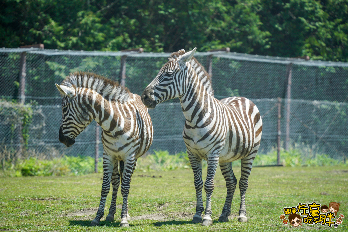 Jungle bus,九州景點,九州自然動物園,九州自然動物園叢林巴土,九州自然動物園門票,叢林巴士,日本旅遊