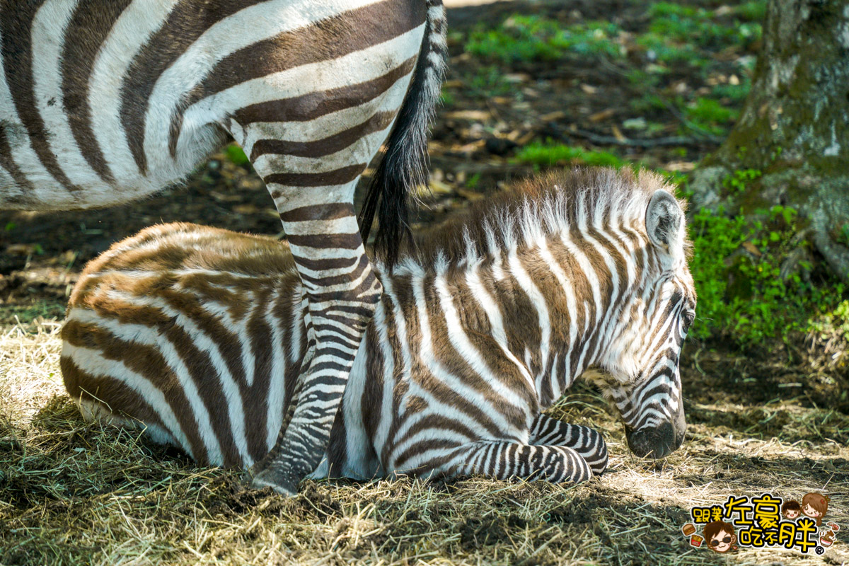 Jungle bus,九州景點,九州自然動物園,九州自然動物園叢林巴土,九州自然動物園門票,叢林巴士,日本旅遊