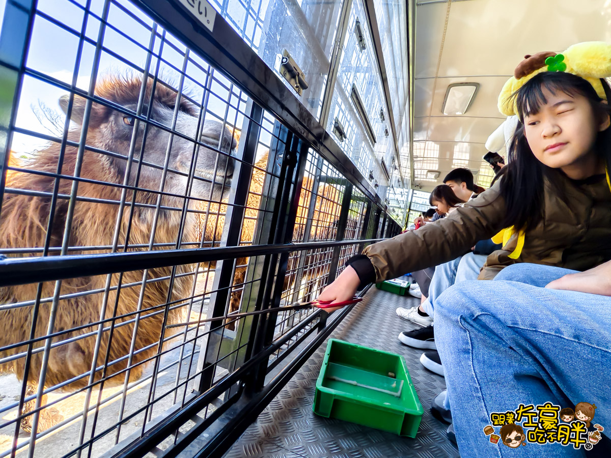 Jungle bus,九州景點,九州自然動物園,九州自然動物園叢林巴土,九州自然動物園門票,叢林巴士,日本旅遊