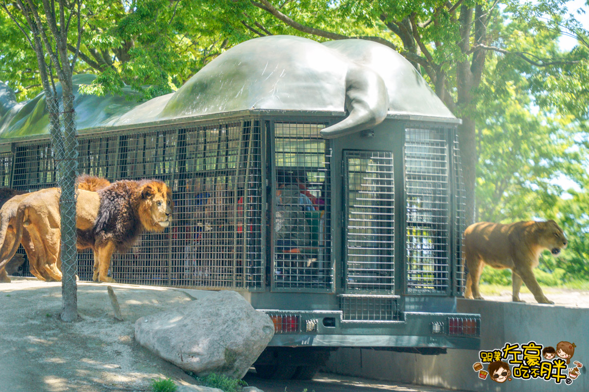 Jungle bus,九州景點,九州自然動物園,九州自然動物園叢林巴土,九州自然動物園門票,叢林巴士,日本旅遊