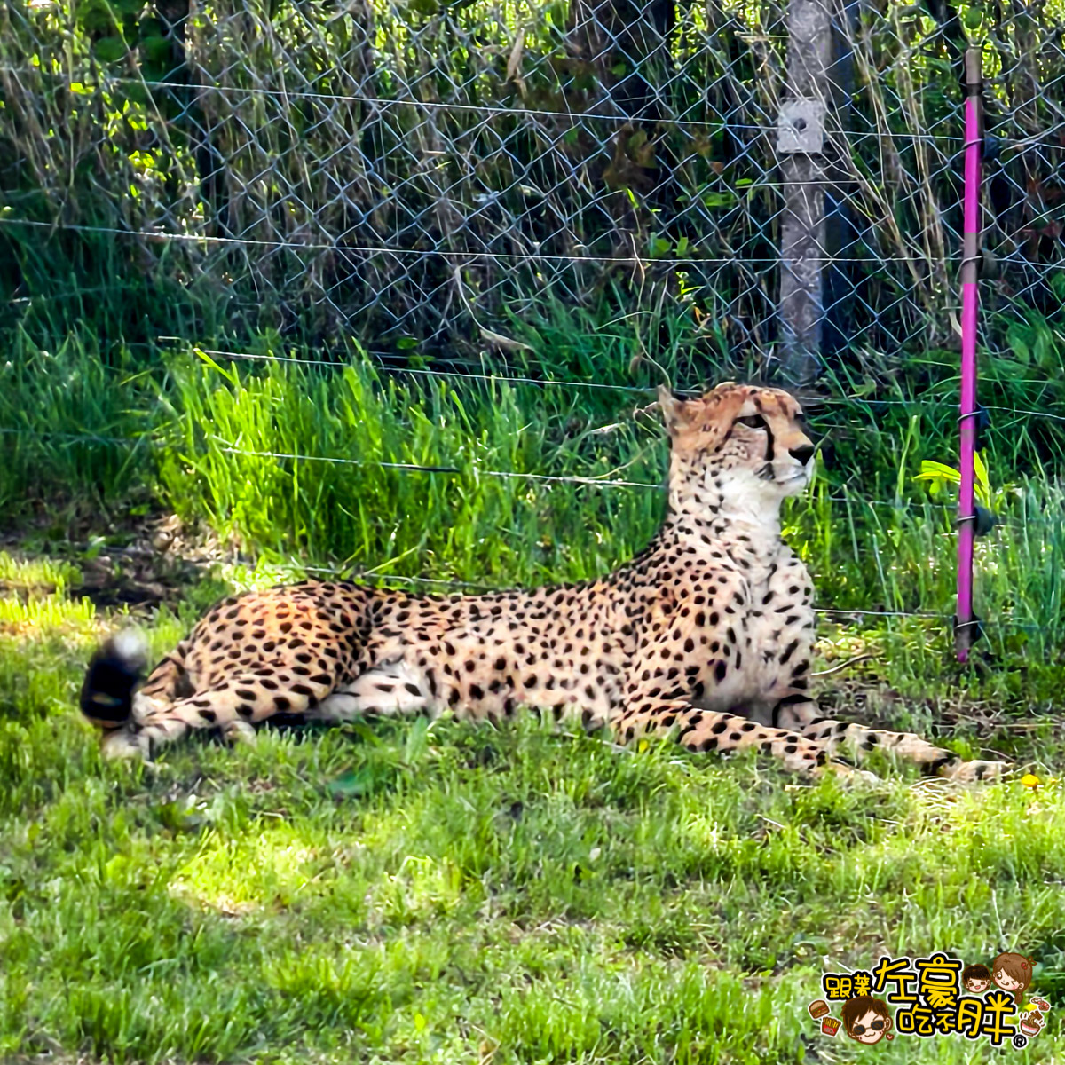 Jungle bus,九州景點,九州自然動物園,九州自然動物園叢林巴土,九州自然動物園門票,叢林巴士,日本旅遊