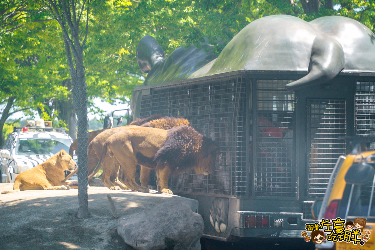 Jungle bus,九州景點,九州自然動物園,九州自然動物園叢林巴土,九州自然動物園門票,叢林巴士,日本旅遊