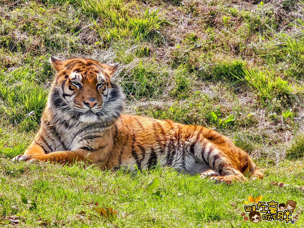Jungle bus,九州景點,九州自然動物園,九州自然動物園叢林巴土,九州自然動物園門票,叢林巴士,日本旅遊