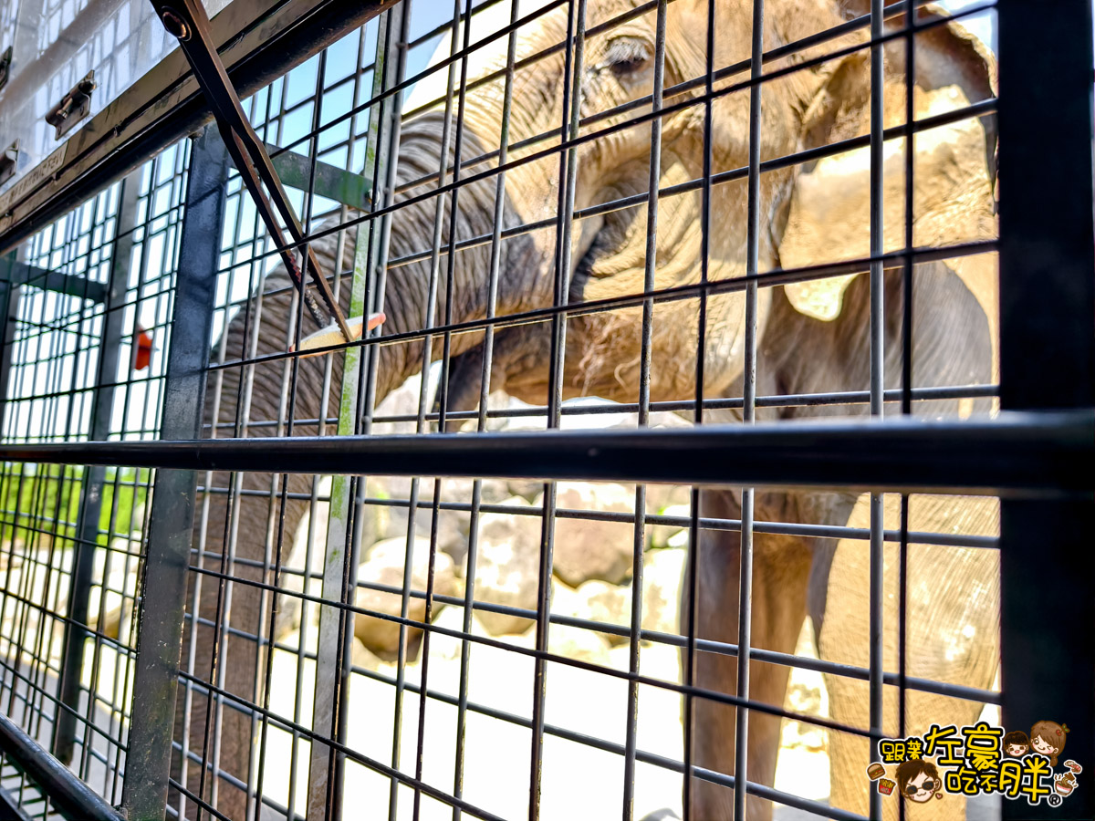 Jungle bus,九州景點,九州自然動物園,九州自然動物園叢林巴土,九州自然動物園門票,叢林巴士,日本旅遊