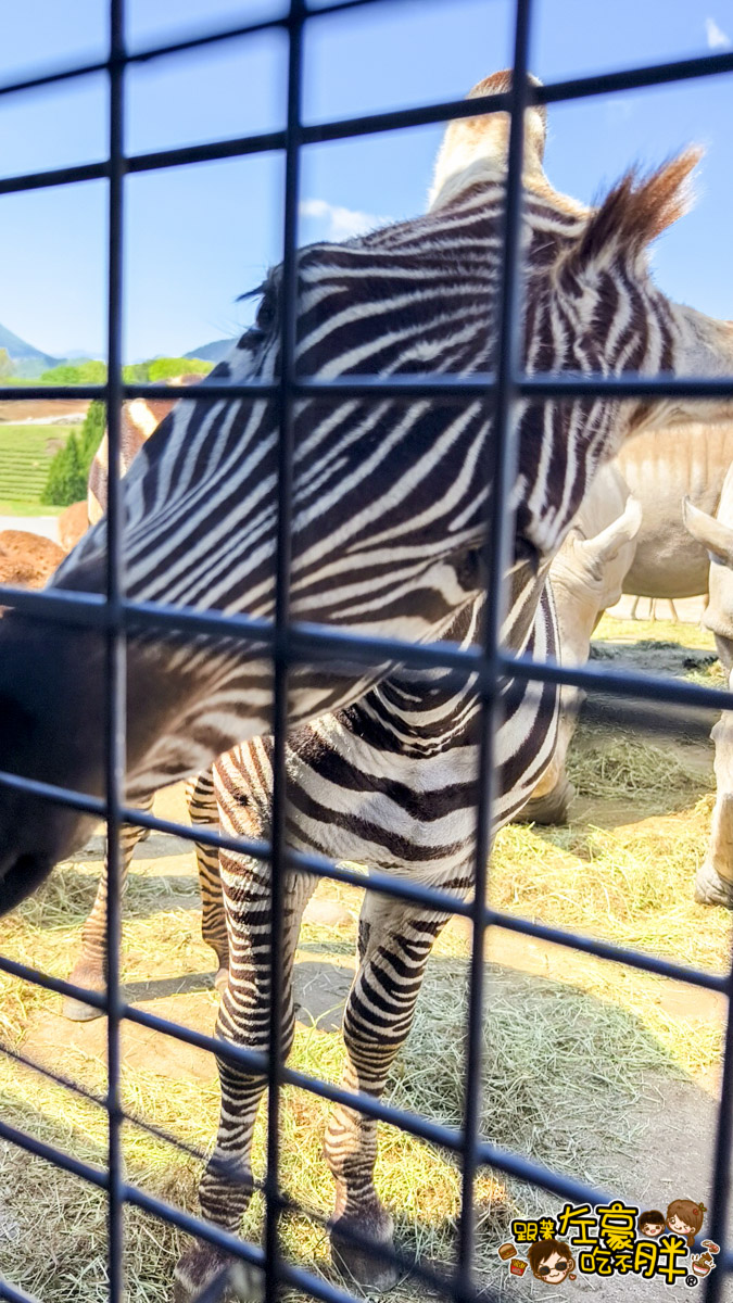 Jungle bus,九州景點,九州自然動物園,九州自然動物園叢林巴土,九州自然動物園門票,叢林巴士,日本旅遊