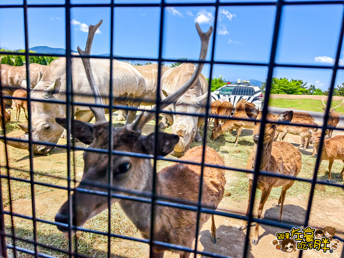 Jungle bus,九州景點,九州自然動物園,九州自然動物園叢林巴土,九州自然動物園門票,叢林巴士,日本旅遊