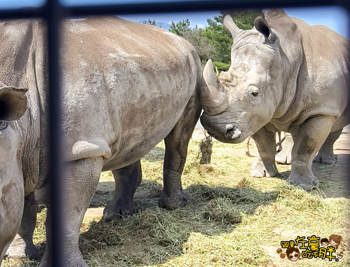 Jungle bus,九州景點,九州自然動物園,九州自然動物園叢林巴土,九州自然動物園門票,叢林巴士,日本旅遊