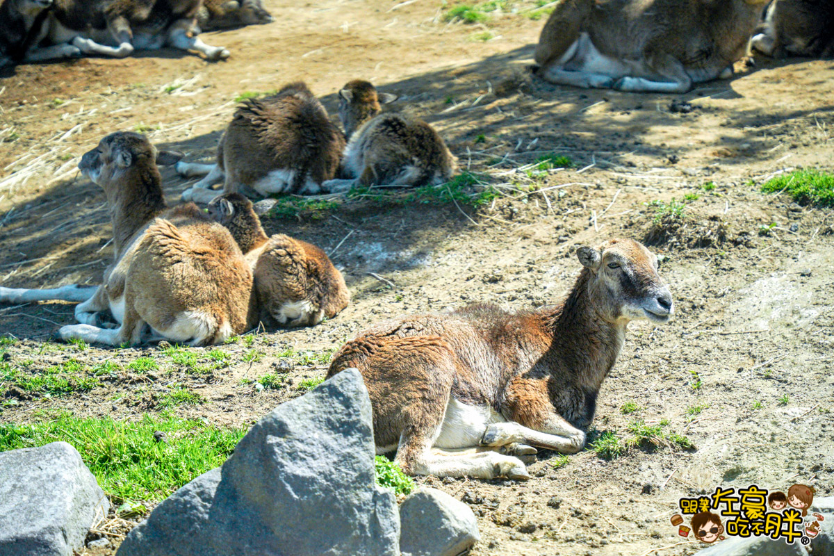 Jungle bus,九州景點,九州自然動物園,九州自然動物園叢林巴土,九州自然動物園門票,叢林巴士,日本旅遊