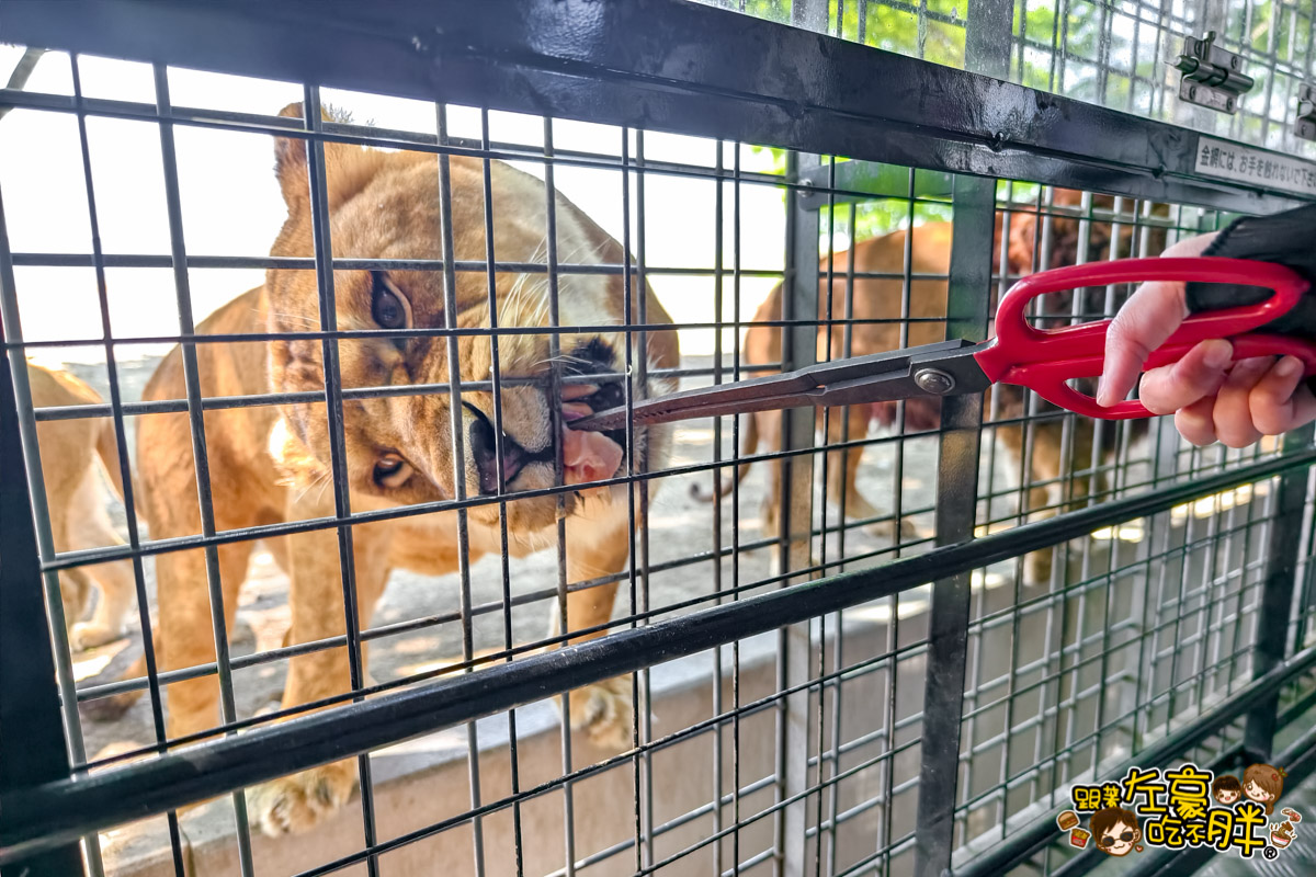Jungle bus,九州景點,九州自然動物園,九州自然動物園叢林巴土,九州自然動物園門票,叢林巴士,日本旅遊
