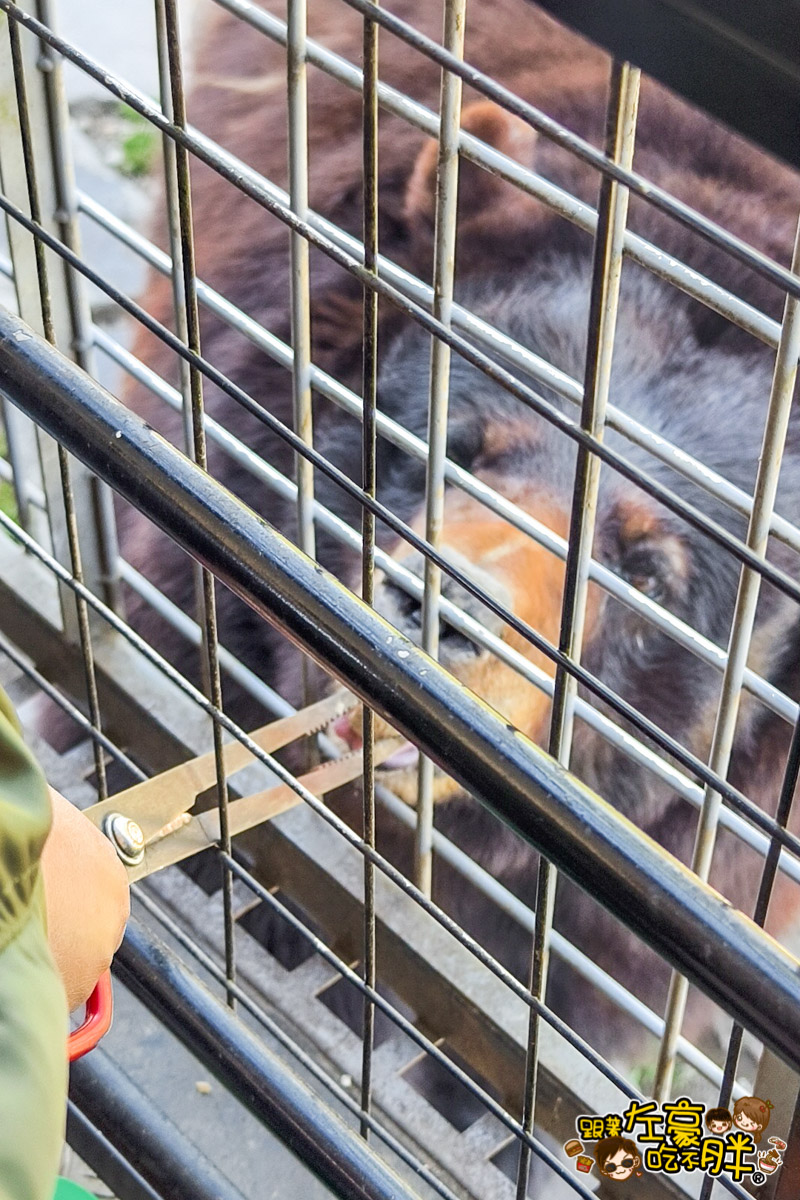 Jungle bus,九州景點,九州自然動物園,九州自然動物園叢林巴土,九州自然動物園門票,叢林巴士,日本旅遊