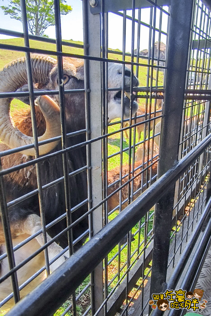 Jungle bus,九州景點,九州自然動物園,九州自然動物園叢林巴土,九州自然動物園門票,叢林巴士,日本旅遊