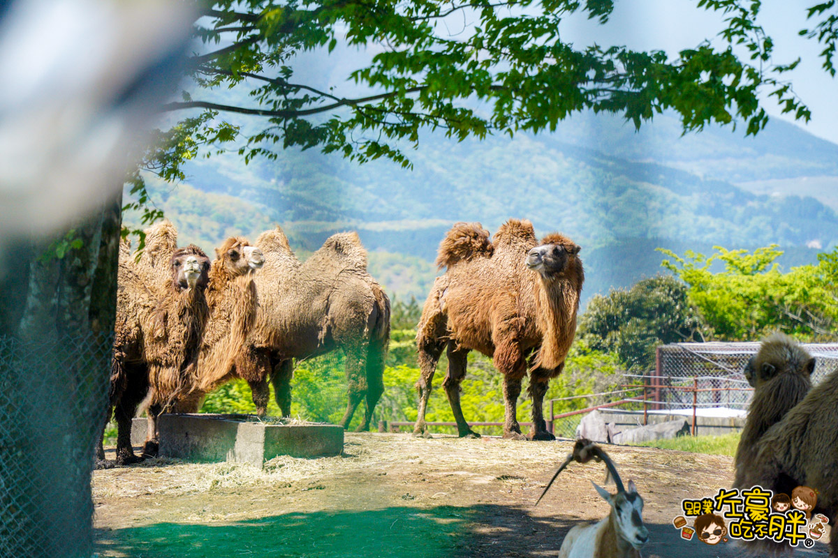 Jungle bus,九州景點,九州自然動物園,九州自然動物園叢林巴土,九州自然動物園門票,叢林巴士,日本旅遊