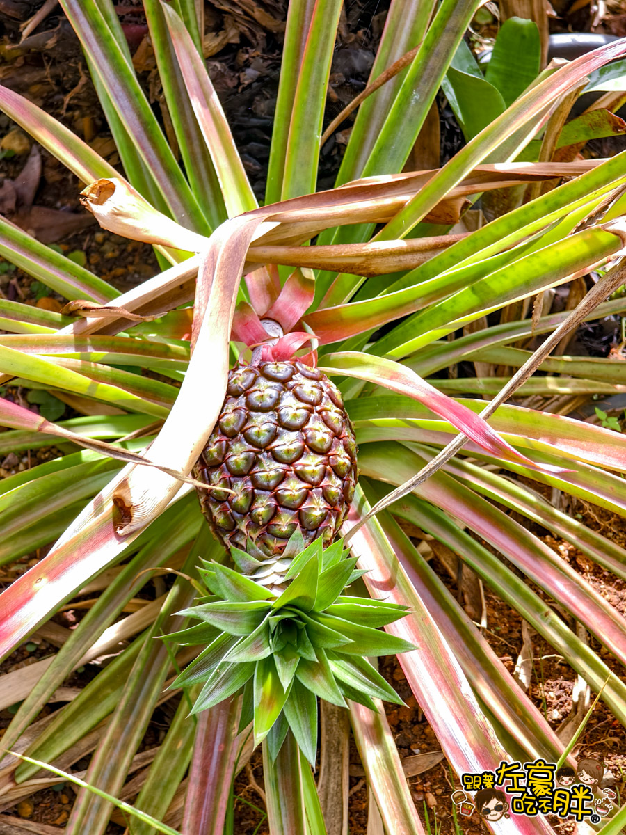 Nago pineapple park,名護,名護鳳梨園,沖繩旅遊,沖繩景點,沖繩自由行
