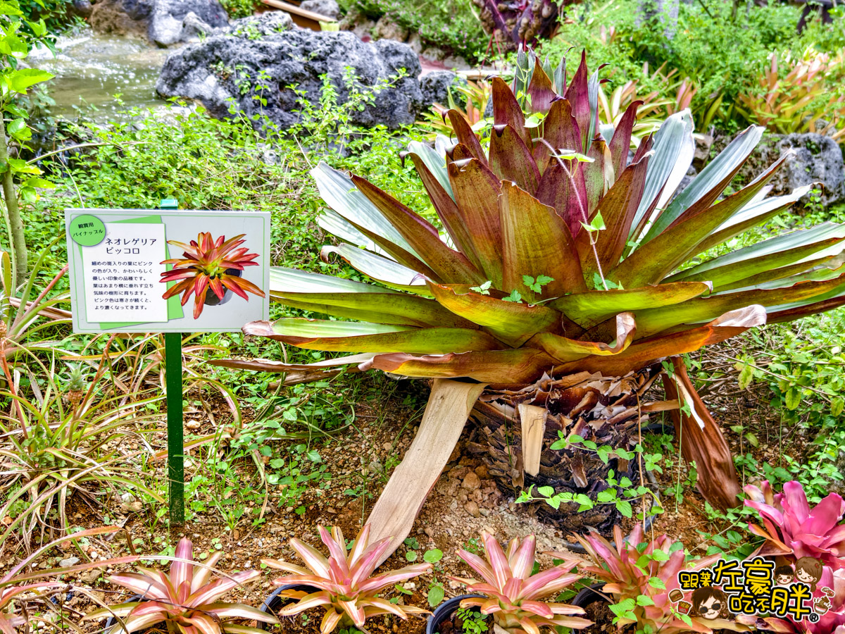 Nago pineapple park,名護,名護鳳梨園,沖繩旅遊,沖繩景點,沖繩自由行