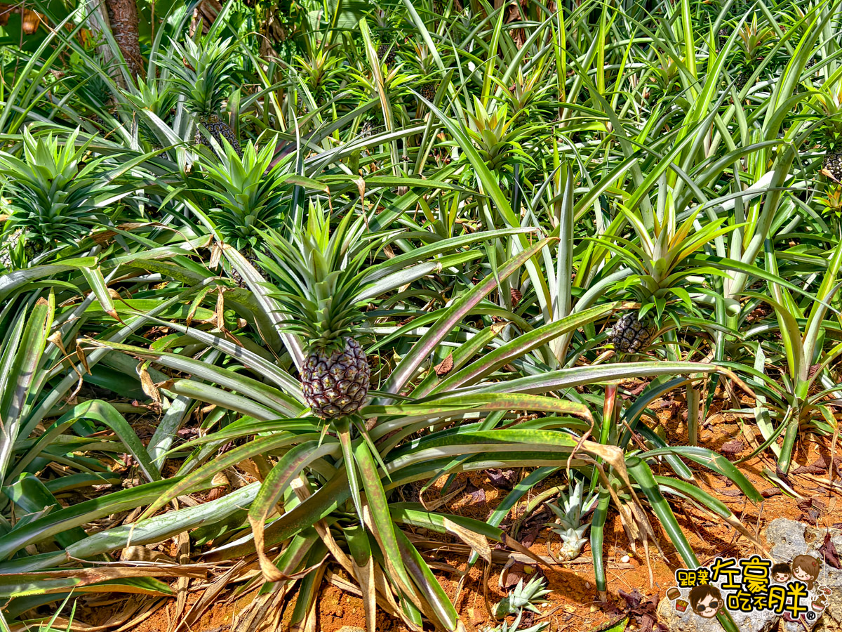 Nago pineapple park,名護,名護鳳梨園,沖繩旅遊,沖繩景點,沖繩自由行