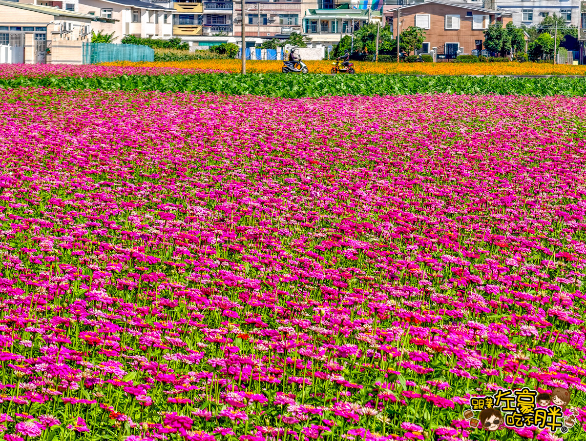 網站近期文章：2025高雄賞花景點,大寮紅豆節花海,日期、時間,超美粉紅花海任你拍。