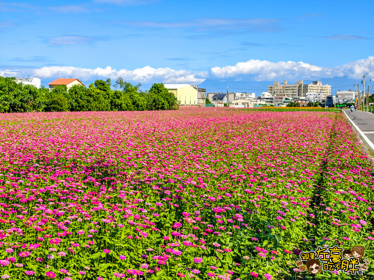 大寮紅豆節,大寮紅豆花田季,高雄景點,高雄賞花景點 大寮紅豆節,大寮紅豆花田季,高雄景點,高雄賞花景點