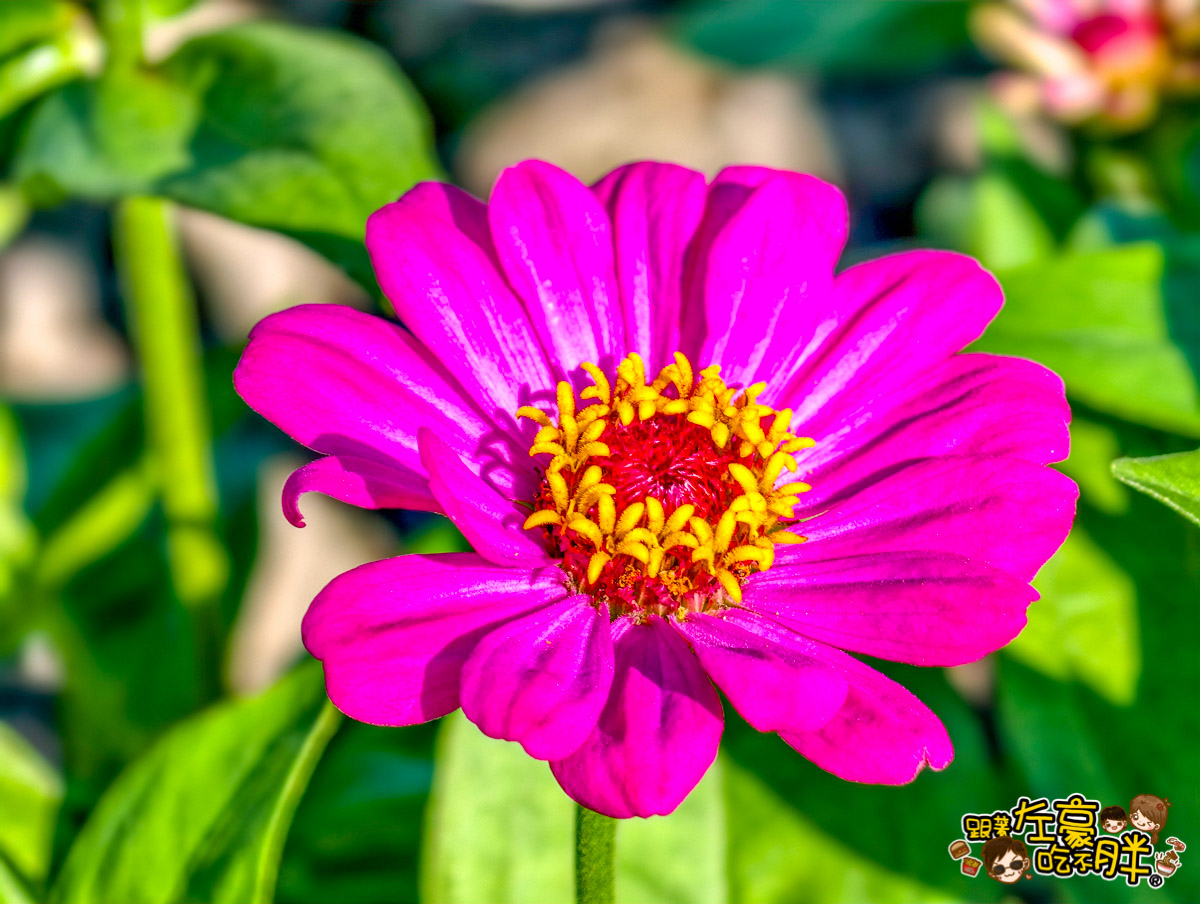 大寮紅豆節,大寮紅豆花田季,高雄景點,高雄賞花景點
