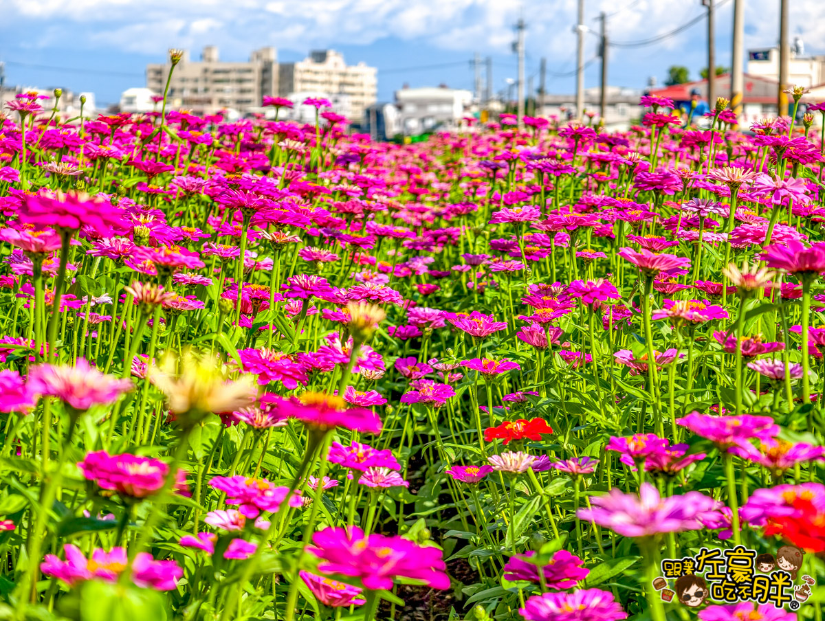 大寮紅豆節,大寮紅豆花田季,高雄景點,高雄賞花景點