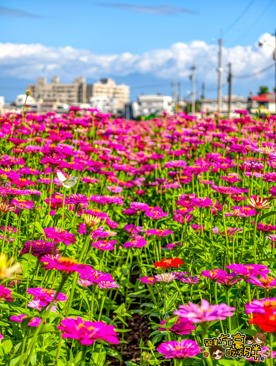 大寮紅豆節,大寮紅豆花田季,高雄景點,高雄賞花景點