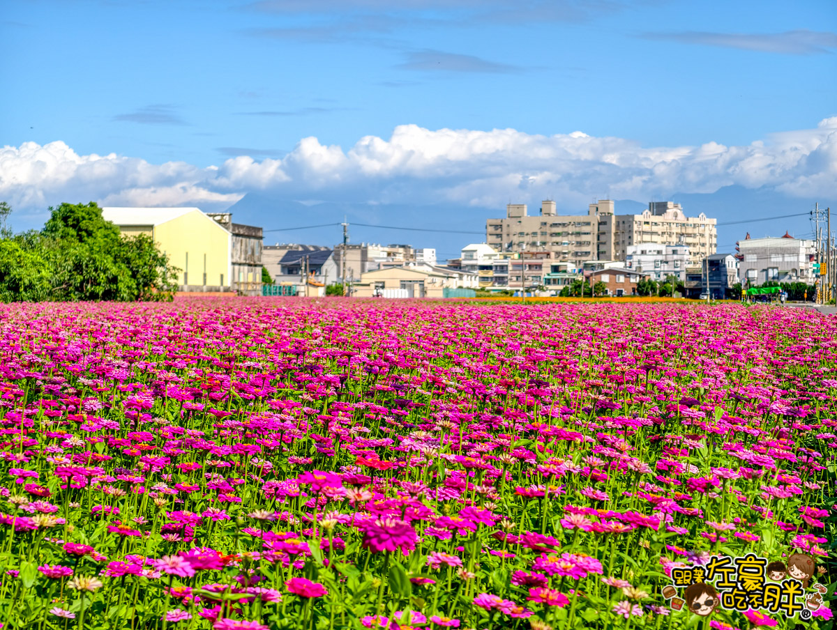 大寮紅豆節,大寮紅豆花田季,高雄景點,高雄賞花景點 大寮紅豆節,大寮紅豆花田季,高雄景點,高雄賞花景點