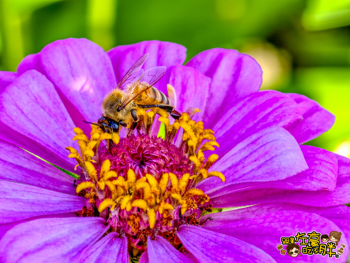 大寮紅豆節,大寮紅豆花田季,高雄景點,高雄賞花景點
