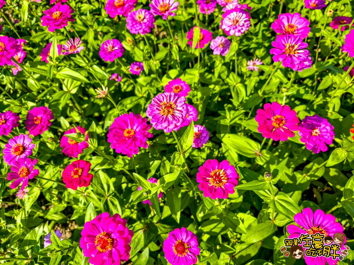 大寮紅豆節,大寮紅豆花田季,高雄景點,高雄賞花景點