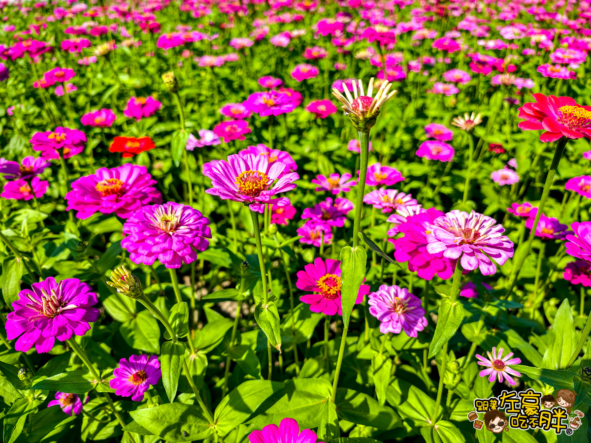 大寮紅豆節,大寮紅豆花田季,高雄景點,高雄賞花景點 大寮紅豆節,大寮紅豆花田季,高雄景點,高雄賞花景點